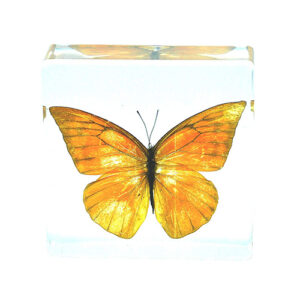 Real Life Science Specimens, Butterfly