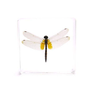 Real Life Science Specimens, Dragonfly