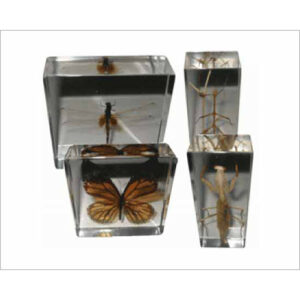 Real Life Science Specimens Insect Set