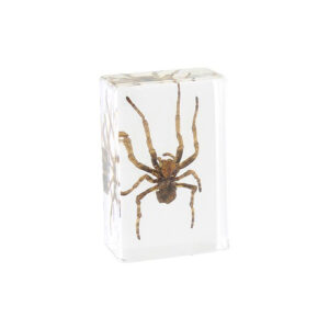 Real Life Science Specimens, Spider