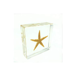 Real Life Science Specimens, Starfish